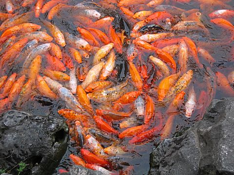 Shanghai - Yu Yuan Garten