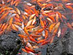 Yu Yuan Garten