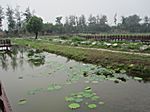 Peking - Yuanming Yuan Park