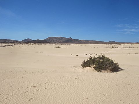 Corralejo