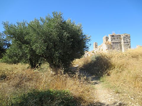 Koroni