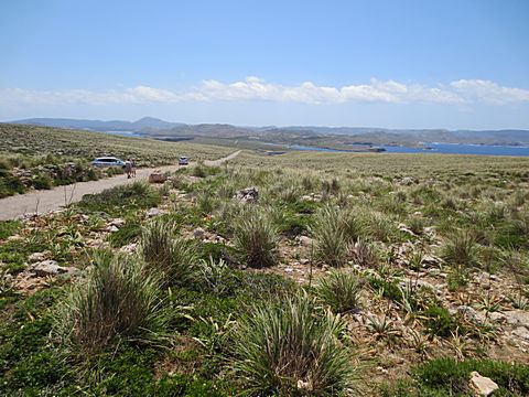 Cap de Cavalleria