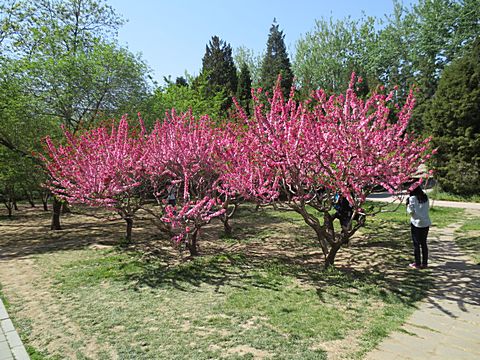 Yuyuantan Park