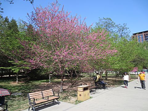 Yuyuantan Park