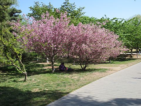 Yuyuantan Park