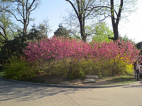 Yuyuantan Park