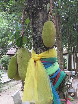 Jackfruit